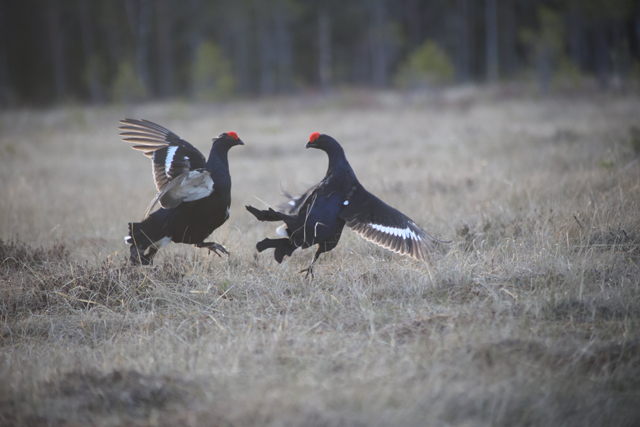 Voyage et ornithologie en Scandinavie 2024 Ozve