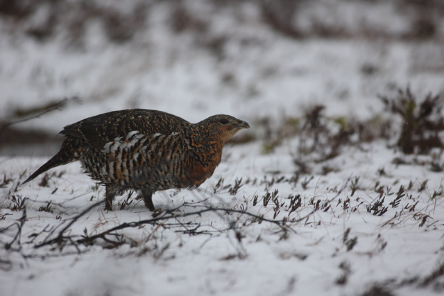 Voyage et ornithologie en Scandinavie 2024 P2n0