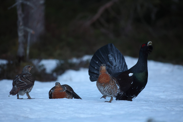 Voyage et ornithologie en Scandinavie 2024 Pha1