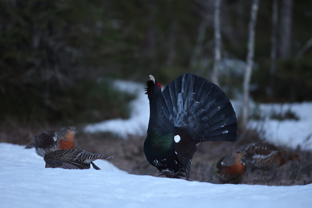 Voyage et ornithologie en Scandinavie 2024 R2lr