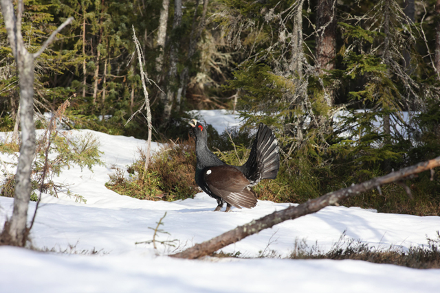 Voyage et ornithologie en Scandinavie 2024 Rsh9