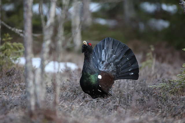 Voyage et ornithologie en Scandinavie 2024 Rukd