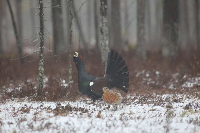 Voyage et ornithologie en Scandinavie 2024 T6br