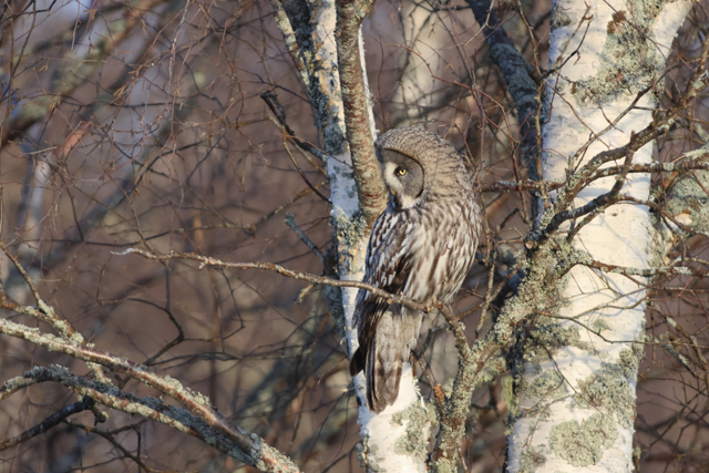 Voyage et ornithologie en Scandinavie 2024 Tc8y