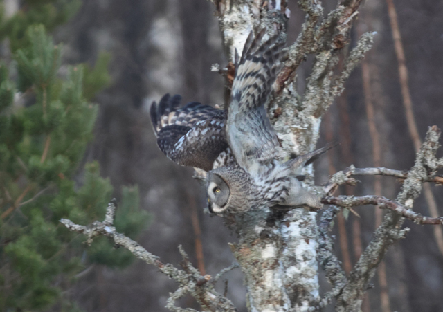 Voyage et ornithologie en Scandinavie 2024 Ti76