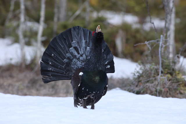 Voyage et ornithologie en Scandinavie 2024 Tqhu