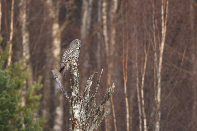 Voyage et ornithologie en Scandinavie 2024 Uj9o