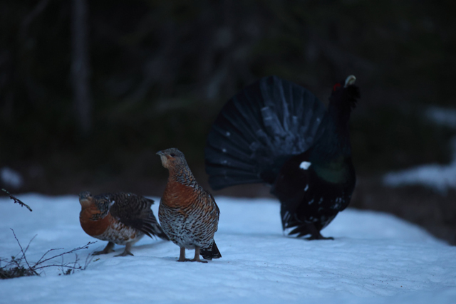 Voyage et ornithologie en Scandinavie 2024 Vuvv