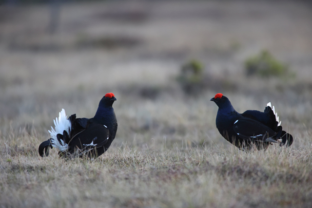 Voyage et ornithologie en Scandinavie 2024 W1kv