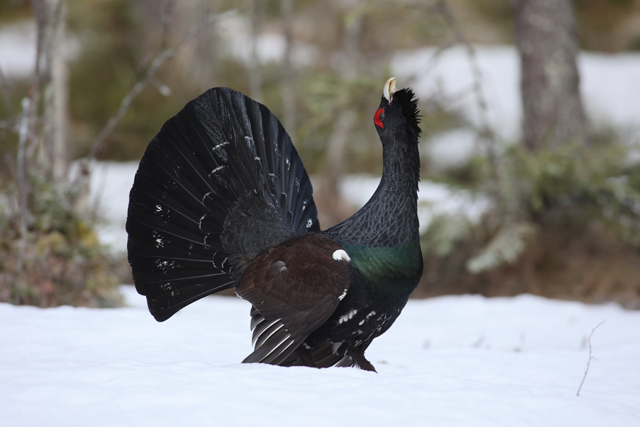 Voyage et ornithologie en Scandinavie 2024 Yr8b