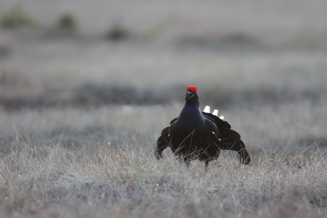 Voyage et ornithologie en Scandinavie 2024 Z2pl