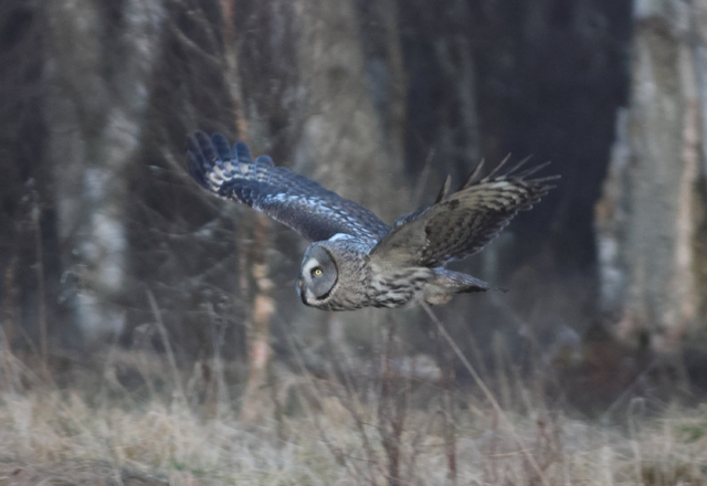 Voyage et ornithologie en Scandinavie 2024 Zipm