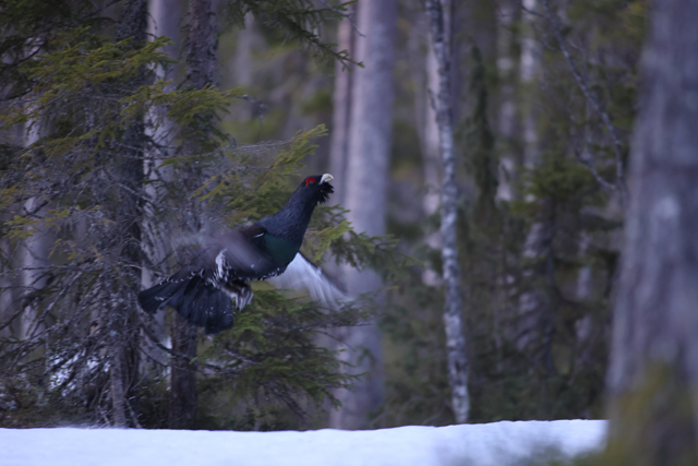 Voyage et ornithologie en Scandinavie 2024 Zjwz