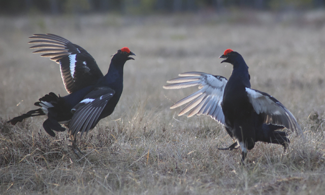 Voyage et ornithologie en Scandinavie 2024 Zlxj