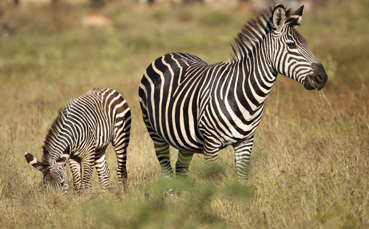 -- En SAFARI dans le Sud de la TANZANIE  - Juin 2024  -- FIN le 17/08/24 -- 8rd0