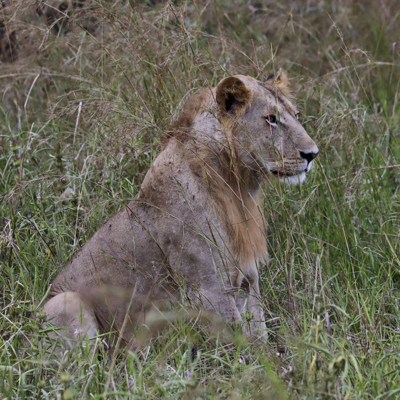 -- En SAFARI dans le Sud de la TANZANIE  - Juin 2024  -- FIN le 17/08/24 -- - Page 2 97fw