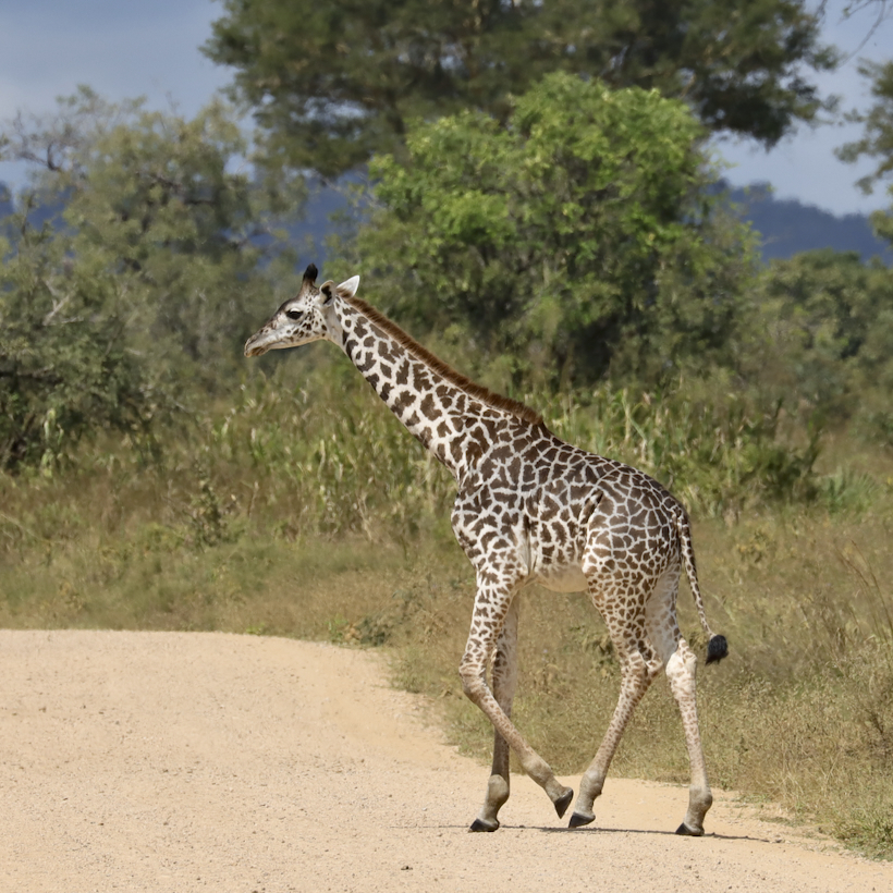 -- En SAFARI dans le Sud de la TANZANIE  - Juin 2024  -- FIN le 17/08/24 -- Ayuc