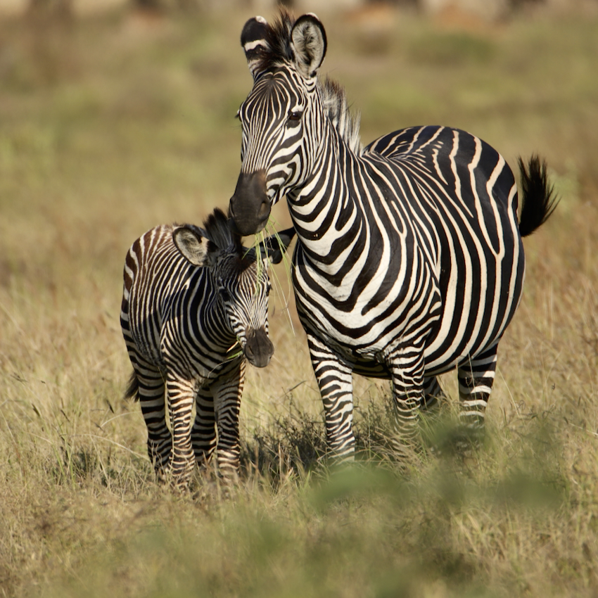 -- En SAFARI dans le Sud de la TANZANIE  - Juin 2024  -- FIN le 17/08/24 -- Bclx