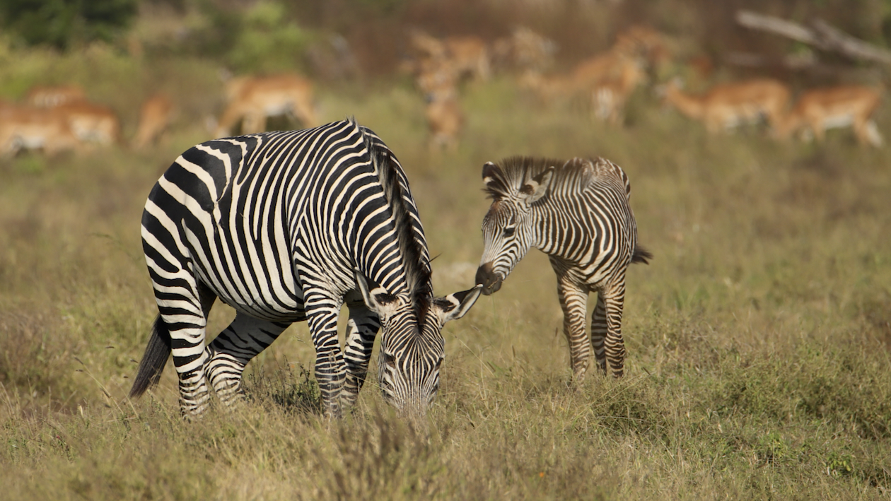 -- En SAFARI dans le Sud de la TANZANIE  - Juin 2024  -- FIN le 17/08/24 -- Ctbt