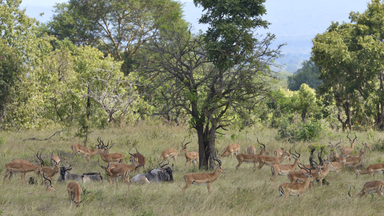 -- En SAFARI dans le Sud de la TANZANIE  - Juin 2024  -- FIN le 17/08/24 -- G6gz