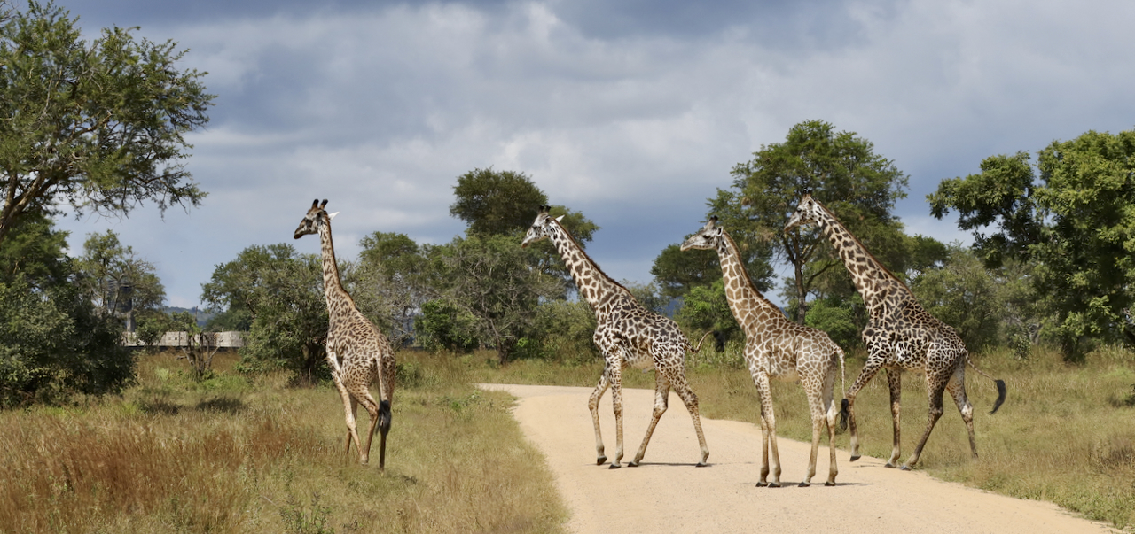 -- En SAFARI dans le Sud de la TANZANIE  - Juin 2024  -- FIN le 17/08/24 -- Ij8z