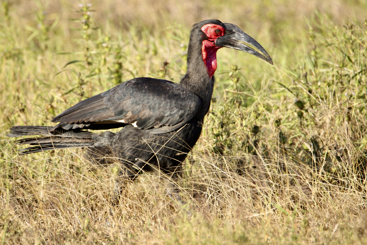 -- En SAFARI dans le Sud de la TANZANIE  - Juin 2024  -- FIN le 17/08/24 -- J37g