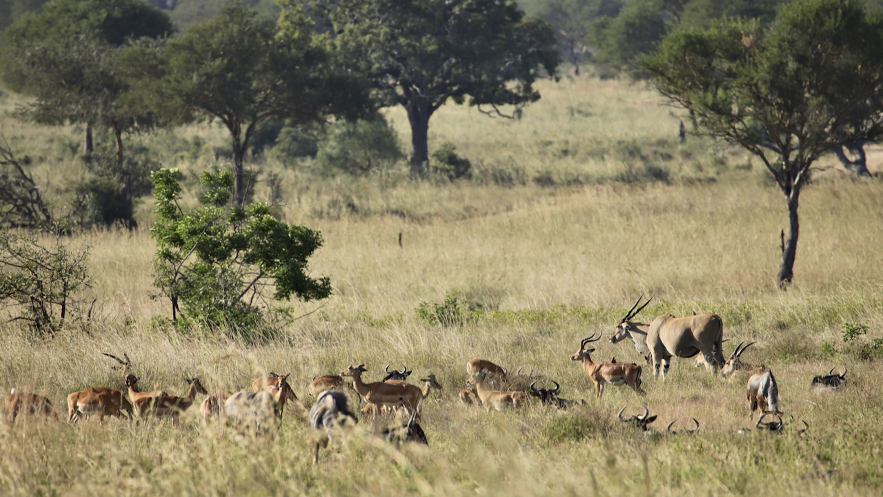 -- En SAFARI dans le Sud de la TANZANIE  - Juin 2024  -- FIN le 17/08/24 -- Kwbt