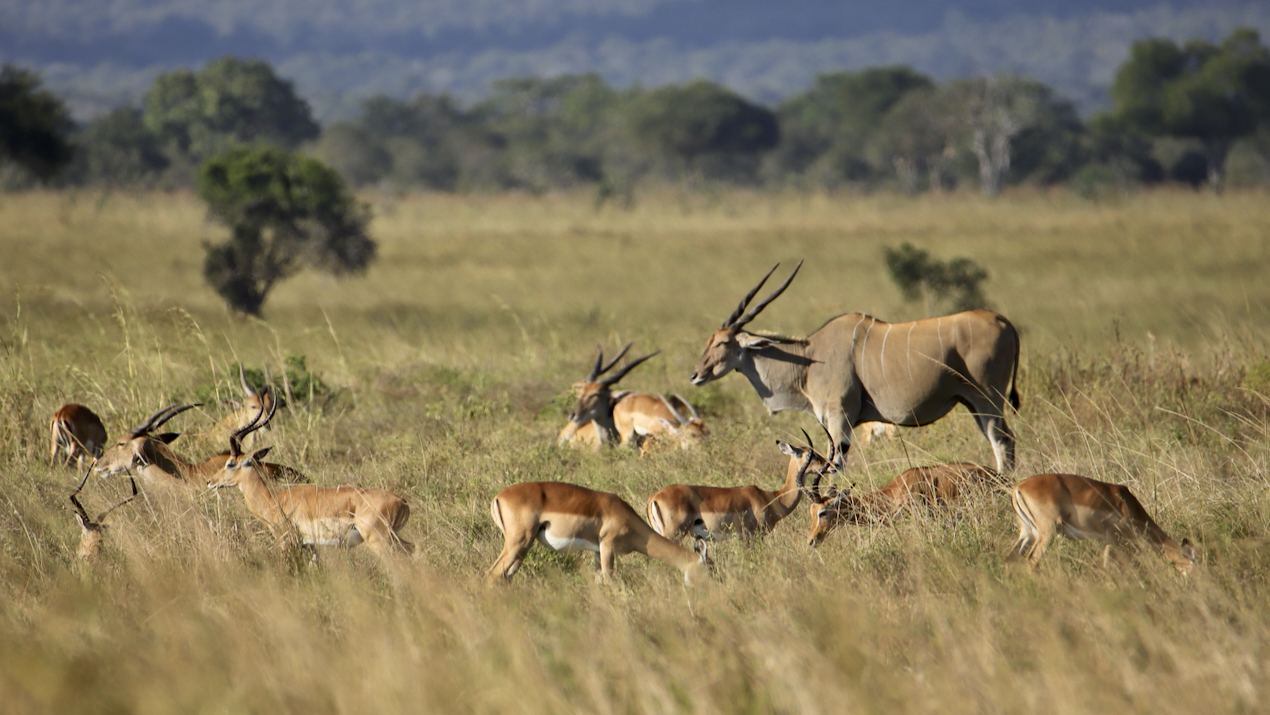 -- En SAFARI dans le Sud de la TANZANIE  - Juin 2024  -- FIN le 17/08/24 -- Mv7d