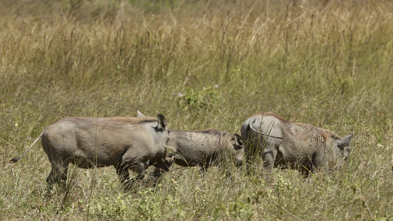 -- En SAFARI dans le Sud de la TANZANIE  - Juin 2024  -- FIN le 17/08/24 -- Myol