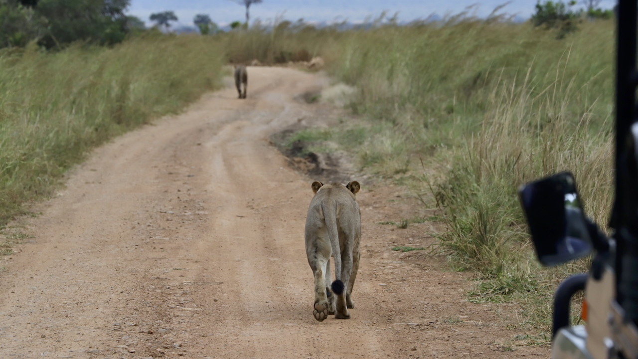 -- En SAFARI dans le Sud de la TANZANIE  - Juin 2024  -- FIN le 17/08/24 -- - Page 2 Q98y