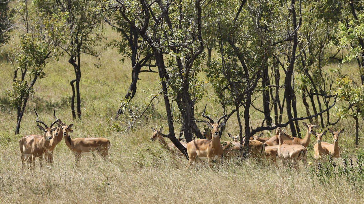 -- En SAFARI dans le Sud de la TANZANIE  - Juin 2024  -- FIN le 17/08/24 -- T35z