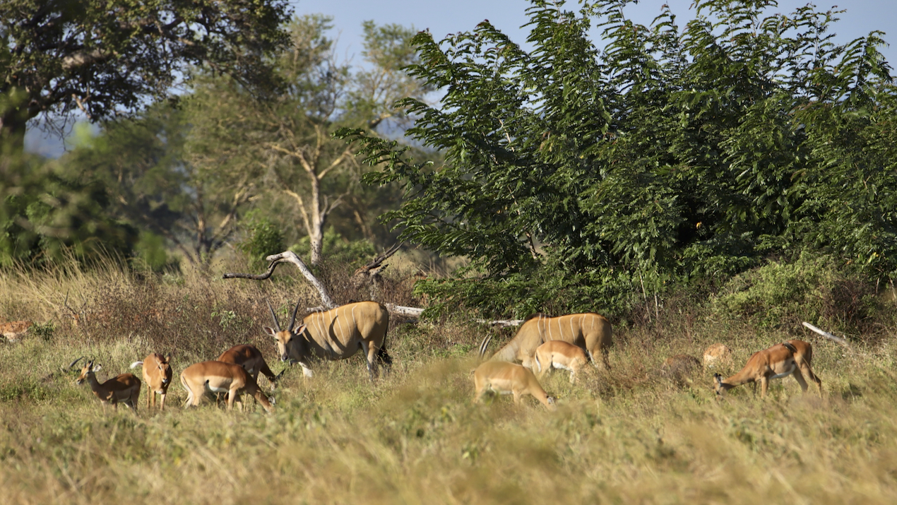 -- En SAFARI dans le Sud de la TANZANIE  - Juin 2024  -- FIN le 17/08/24 -- Vamh