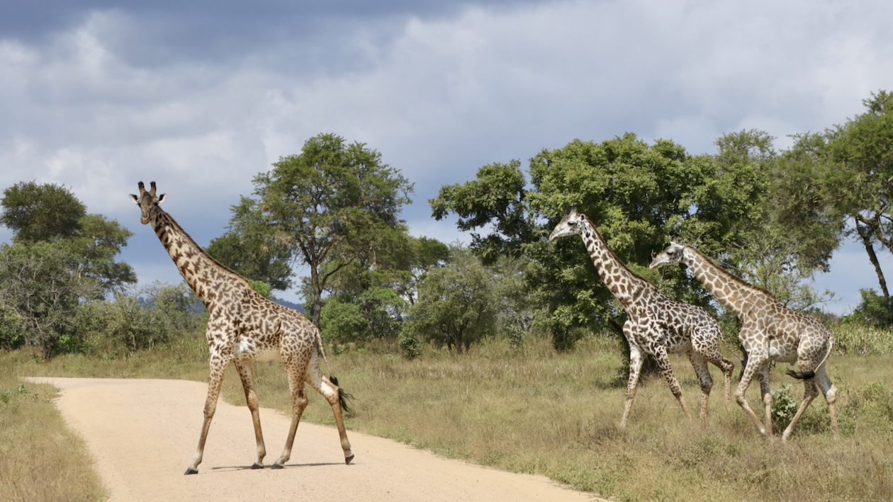 -- En SAFARI dans le Sud de la TANZANIE  - Juin 2024  -- FIN le 17/08/24 -- Y95g