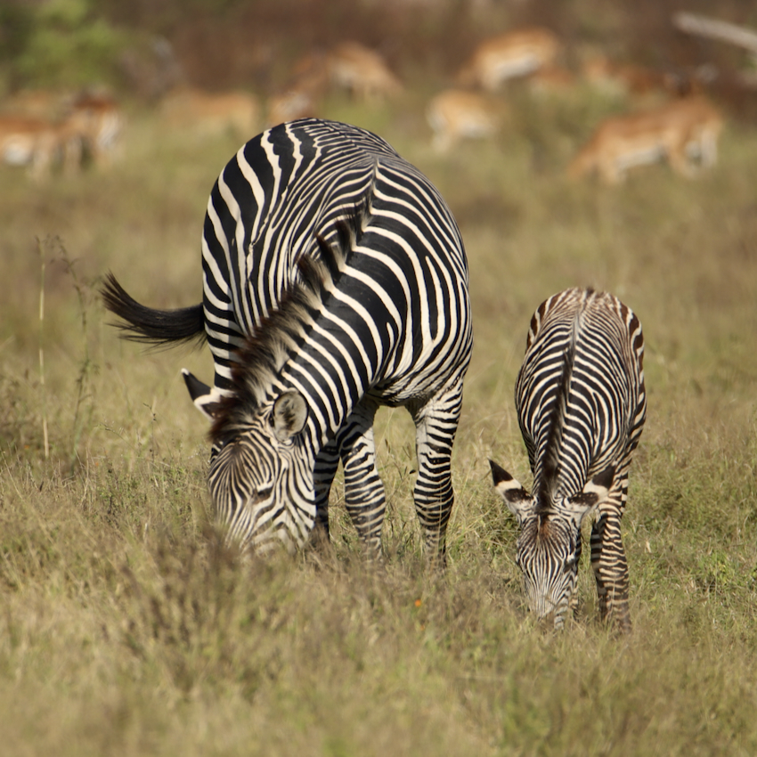 -- En SAFARI dans le Sud de la TANZANIE  - Juin 2024  -- FIN le 17/08/24 -- Ychd