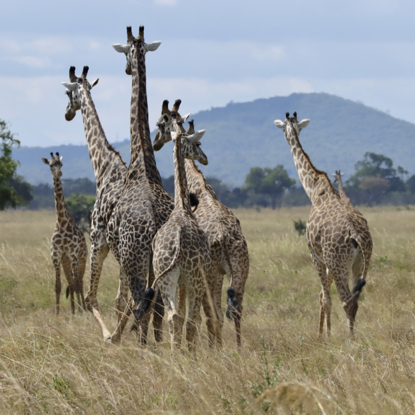 -- En SAFARI dans le Sud de la TANZANIE  - Juin 2024  -- FIN le 17/08/24 -- Zfc6