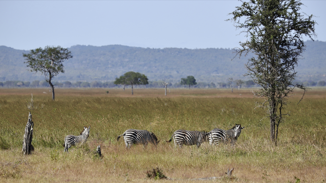 -- En SAFARI dans le Sud de la TANZANIE  - Juin 2024  -- FIN le 17/08/24 -- - Page 7 28bv