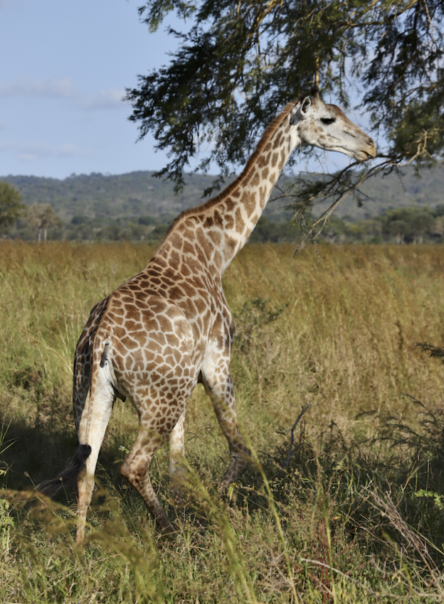 -- En SAFARI dans le Sud de la TANZANIE  - Juin 2024  -- FIN le 17/08/24 -- - Page 7 2htn