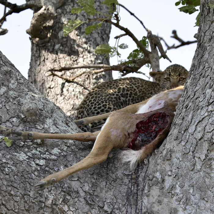 -- En SAFARI dans le Sud de la TANZANIE  - Juin 2024  -- FIN le 17/08/24 -- - Page 6 4u05