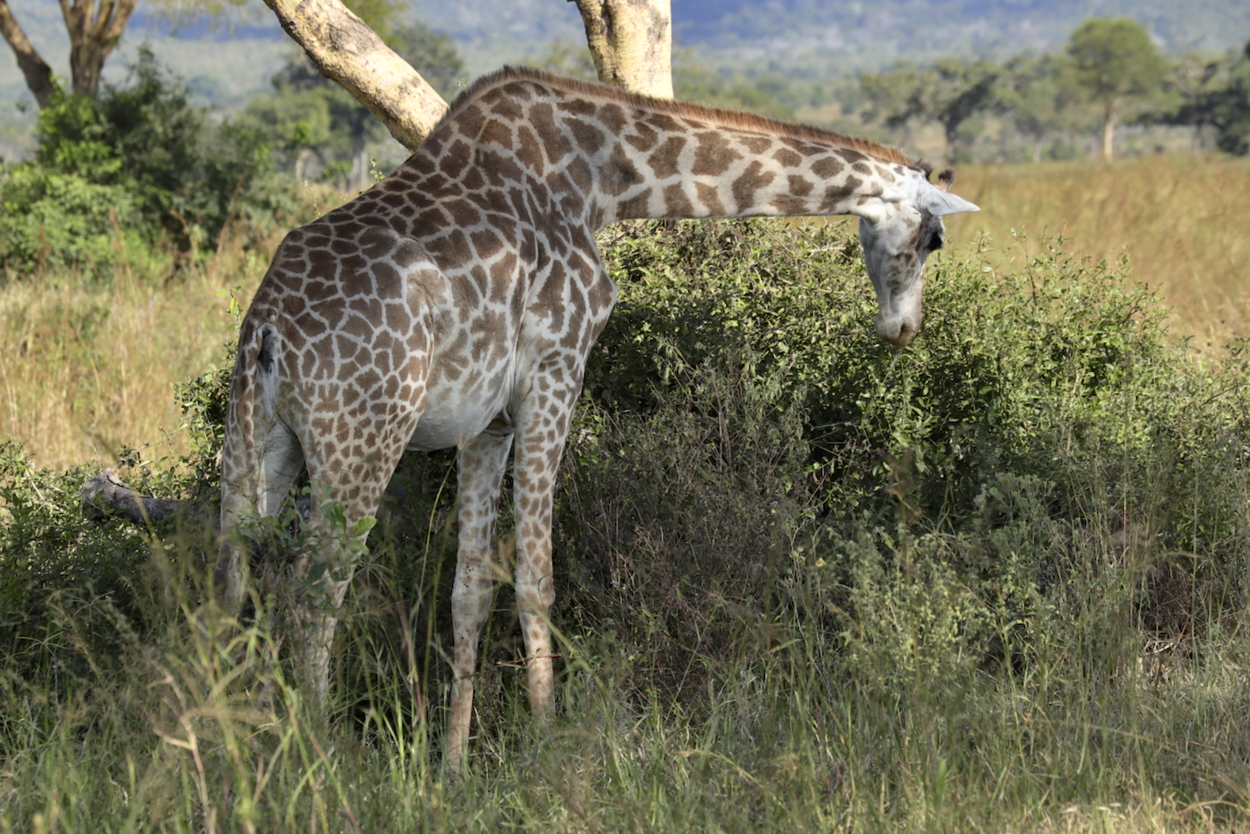 -- En SAFARI dans le Sud de la TANZANIE  - Juin 2024  -- FIN le 17/08/24 -- - Page 7 5ph6