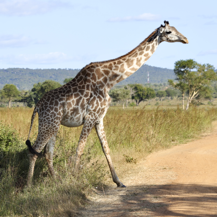 -- En SAFARI dans le Sud de la TANZANIE  - Juin 2024  -- FIN le 17/08/24 -- - Page 7 6zy3