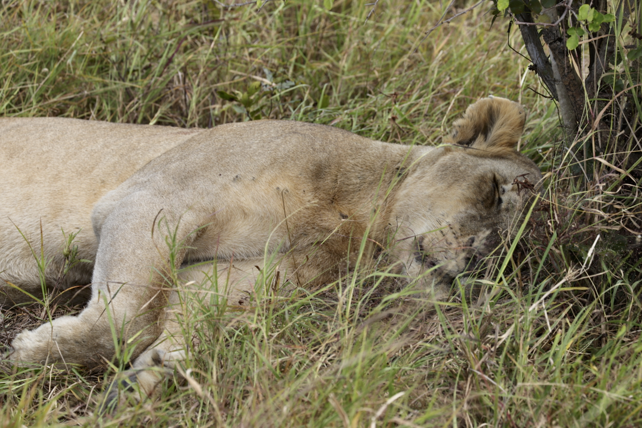 -- En SAFARI dans le Sud de la TANZANIE  - Juin 2024  -- FIN le 17/08/24 -- - Page 6 9s8k