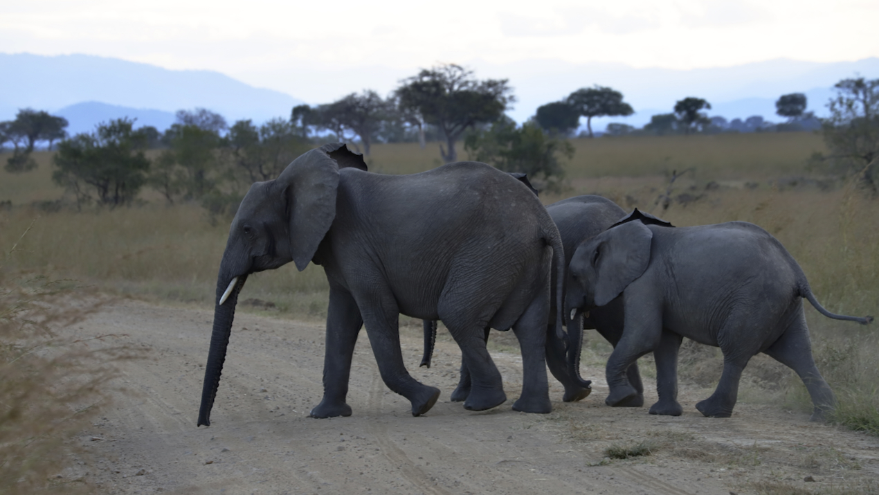 -- En SAFARI dans le Sud de la TANZANIE  - Juin 2024  -- FIN le 17/08/24 -- - Page 4 B9d9