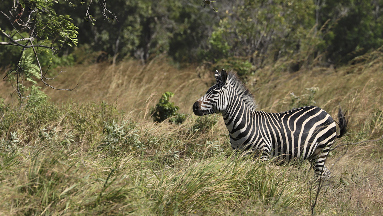 -- En SAFARI dans le Sud de la TANZANIE  - Juin 2024  -- FIN le 17/08/24 -- - Page 5 Dz2i