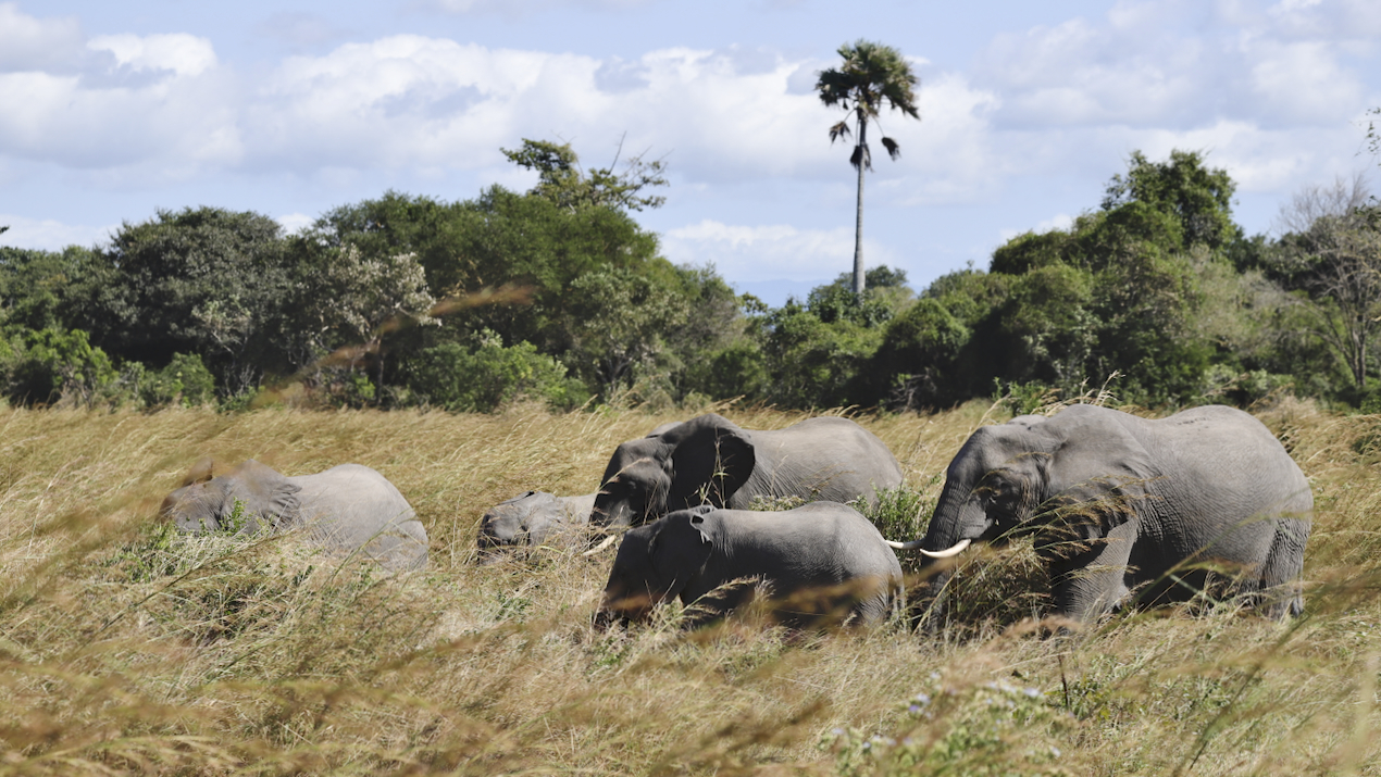 -- En SAFARI dans le Sud de la TANZANIE  - Juin 2024  -- FIN le 17/08/24 -- - Page 5 H3bo