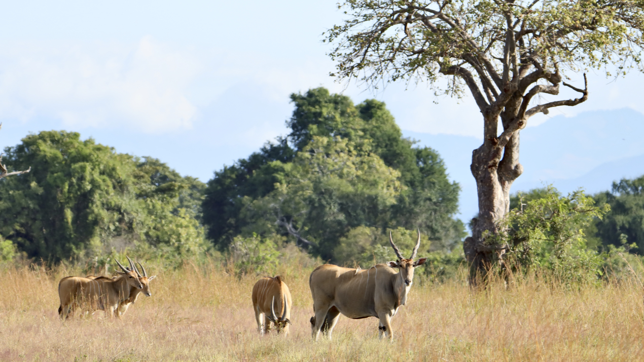 -- En SAFARI dans le Sud de la TANZANIE  - Juin 2024  -- FIN le 17/08/24 -- - Page 4 I2fj