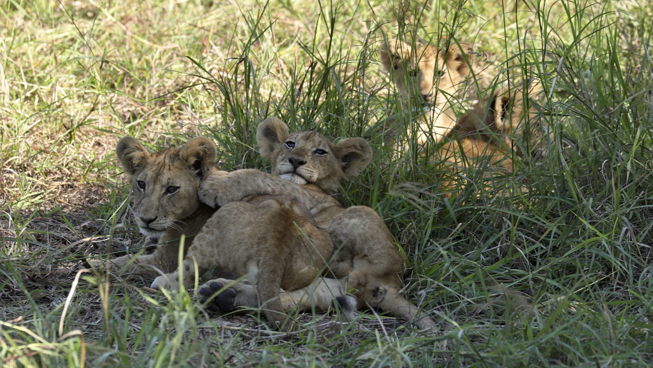 -- En SAFARI dans le Sud de la TANZANIE  - Juin 2024  -- FIN le 17/08/24 -- - Page 6 K2y0