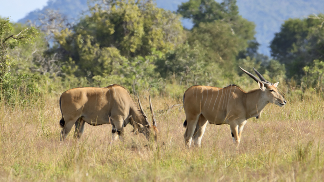 -- En SAFARI dans le Sud de la TANZANIE  - Juin 2024  -- FIN le 17/08/24 -- - Page 4 Ksvp