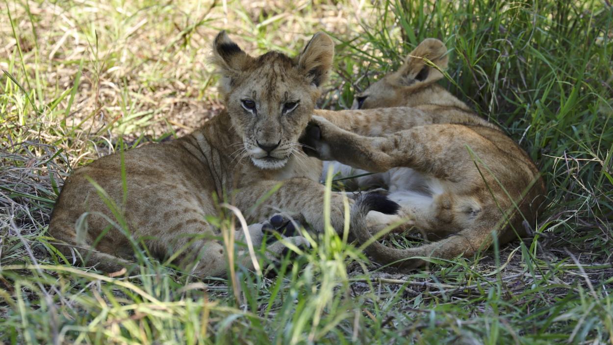 -- En SAFARI dans le Sud de la TANZANIE  - Juin 2024  -- FIN le 17/08/24 -- - Page 6 Lq4z