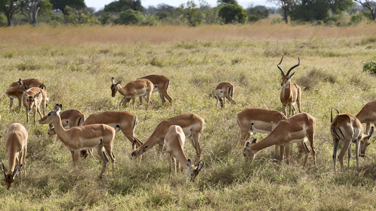 -- En SAFARI dans le Sud de la TANZANIE  - Juin 2024  -- FIN le 17/08/24 -- - Page 4 M477