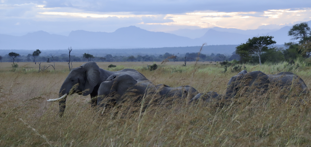 -- En SAFARI dans le Sud de la TANZANIE  - Juin 2024  -- FIN le 17/08/24 -- - Page 4 Mf5a